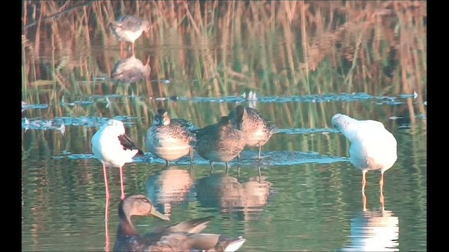 Garganey - ML599665791