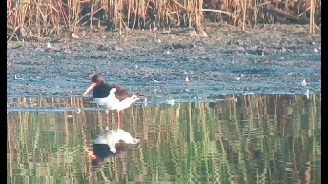 Eurasian Oystercatcher - ML599666001
