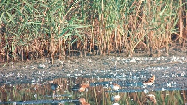 Curlew Sandpiper - ML599666291