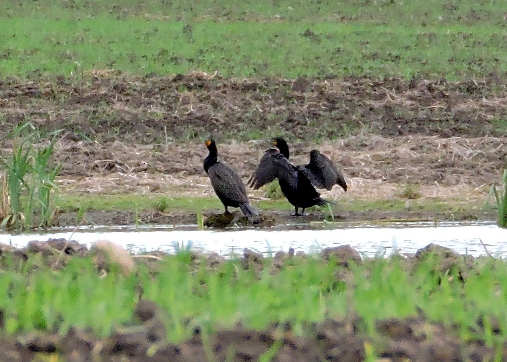 Double-crested Cormorant - ML59966781