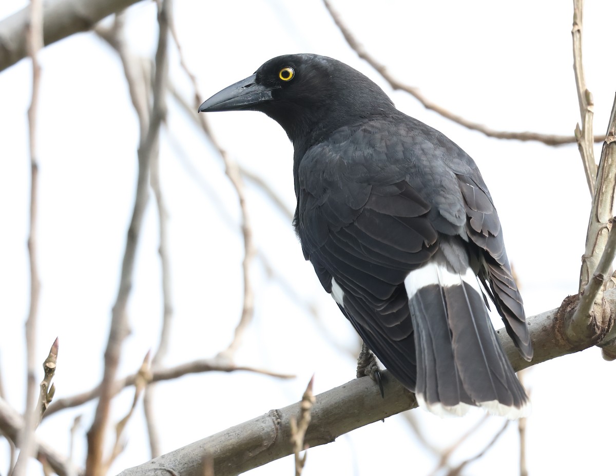 Pied Currawong - ML599668531