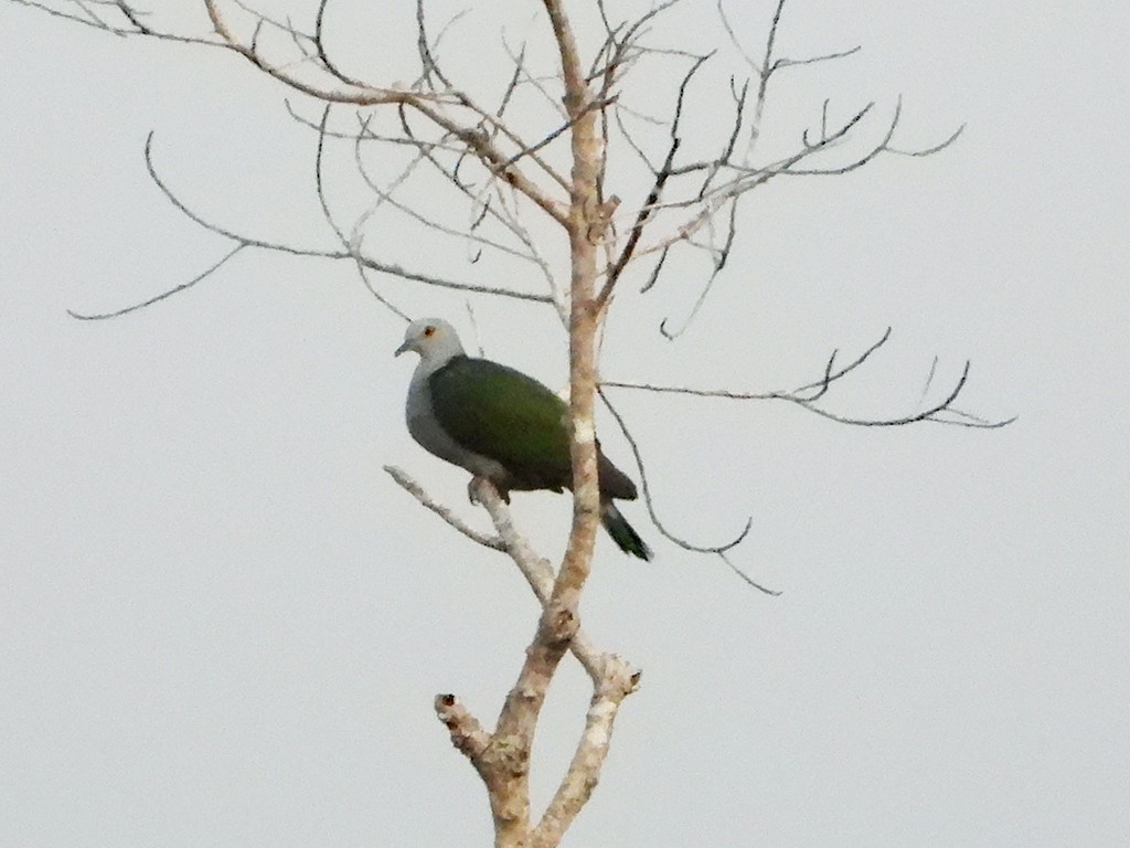 Gray-headed Imperial-Pigeon - ML599669171