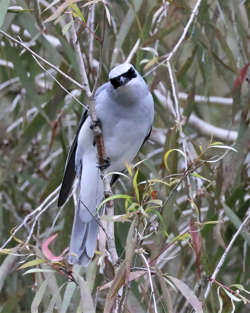 White-bellied Cuckooshrike - Mark and Angela McCaffrey