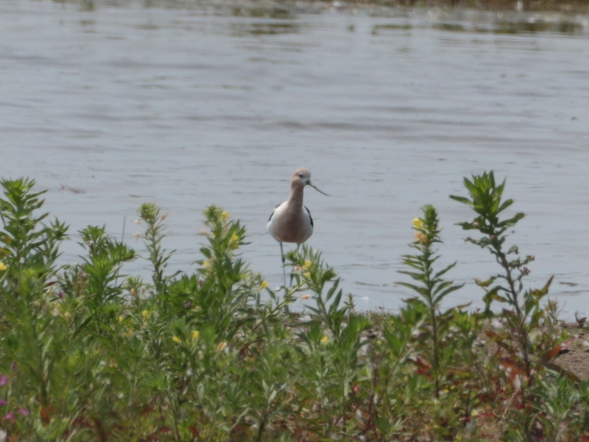 American Avocet - ML599670011