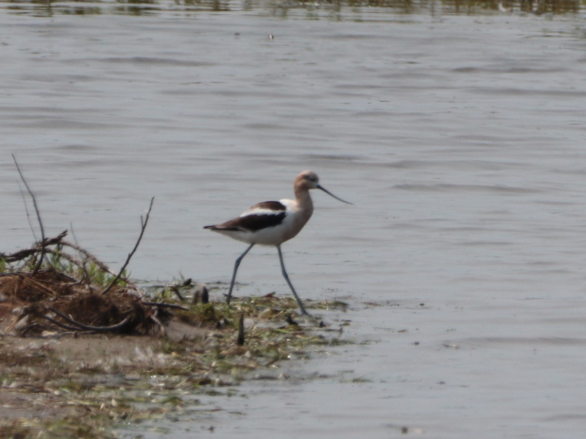 American Avocet - ML599670051