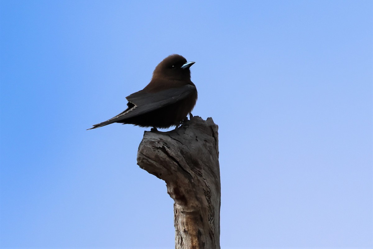 Little Woodswallow - ML599670611