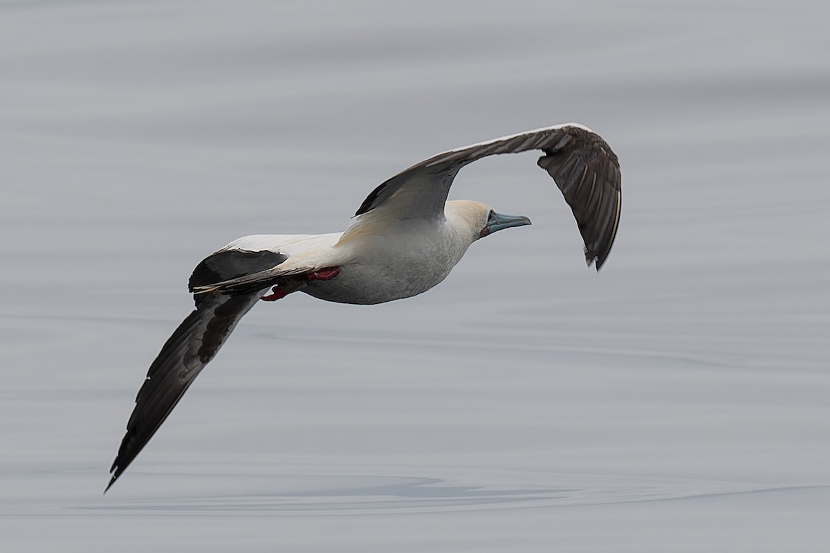 Red-footed Booby - Ryosuke Abe