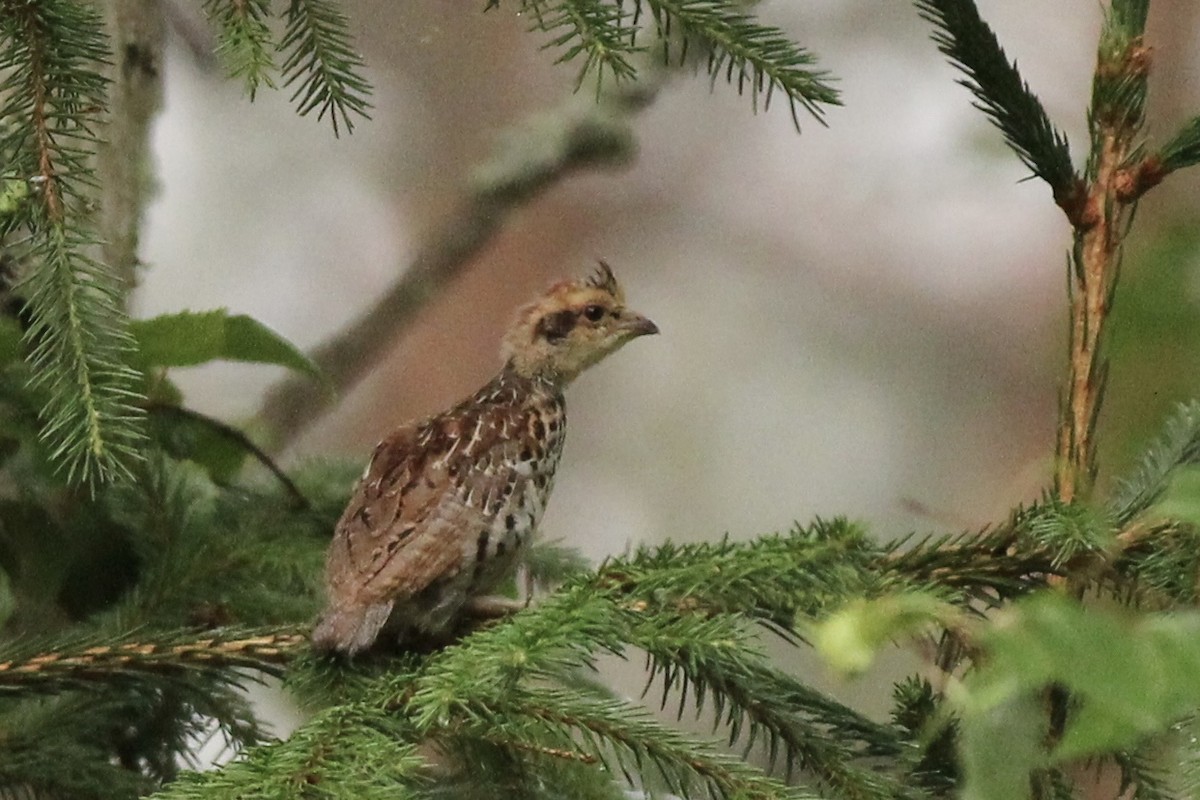 Hazel Grouse - ML599672841