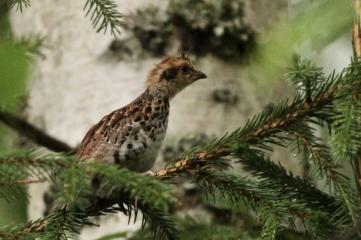 Hazel Grouse - Peyton Stone