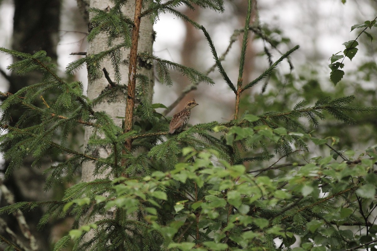 Hazel Grouse - ML599672871