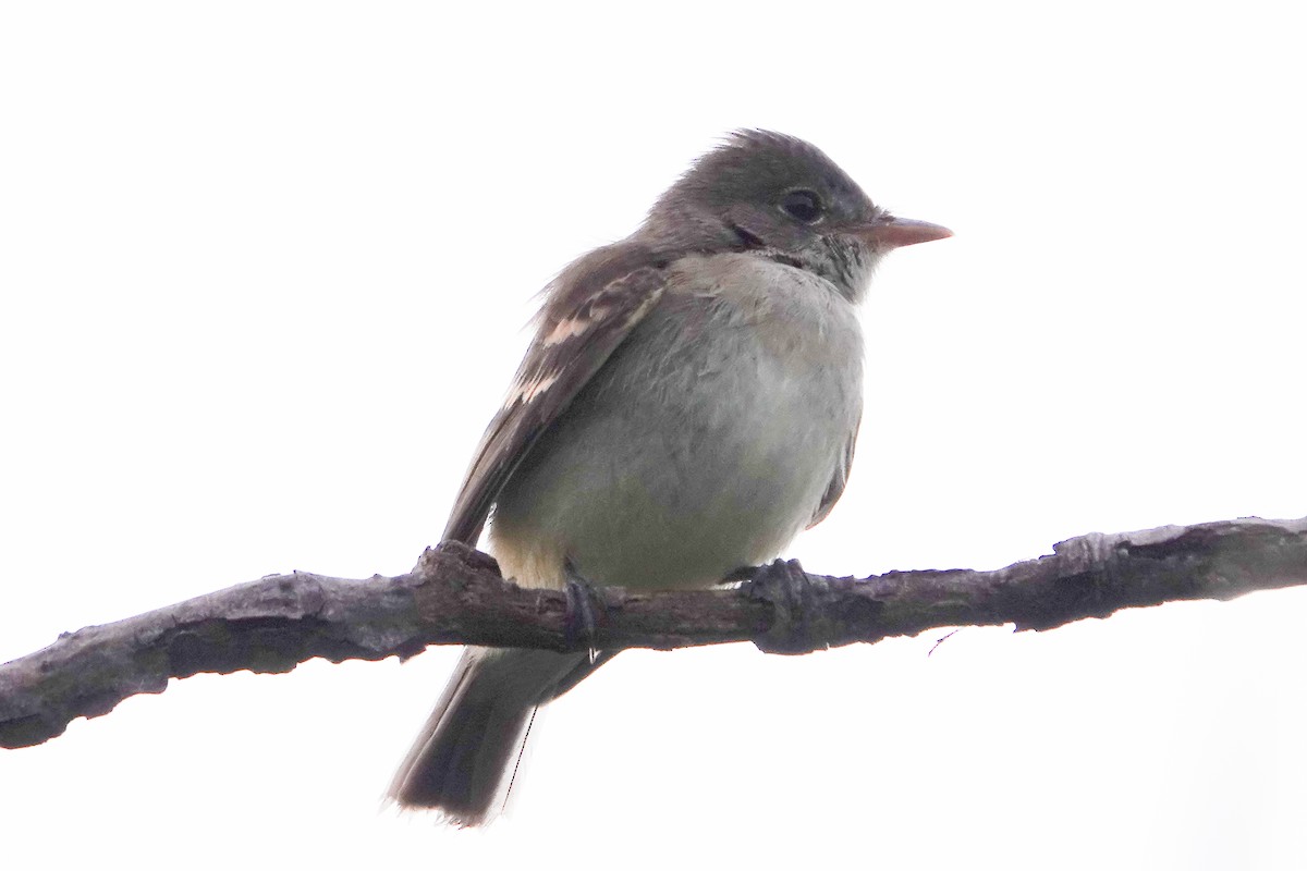 Willow Flycatcher - Paul  McPartland