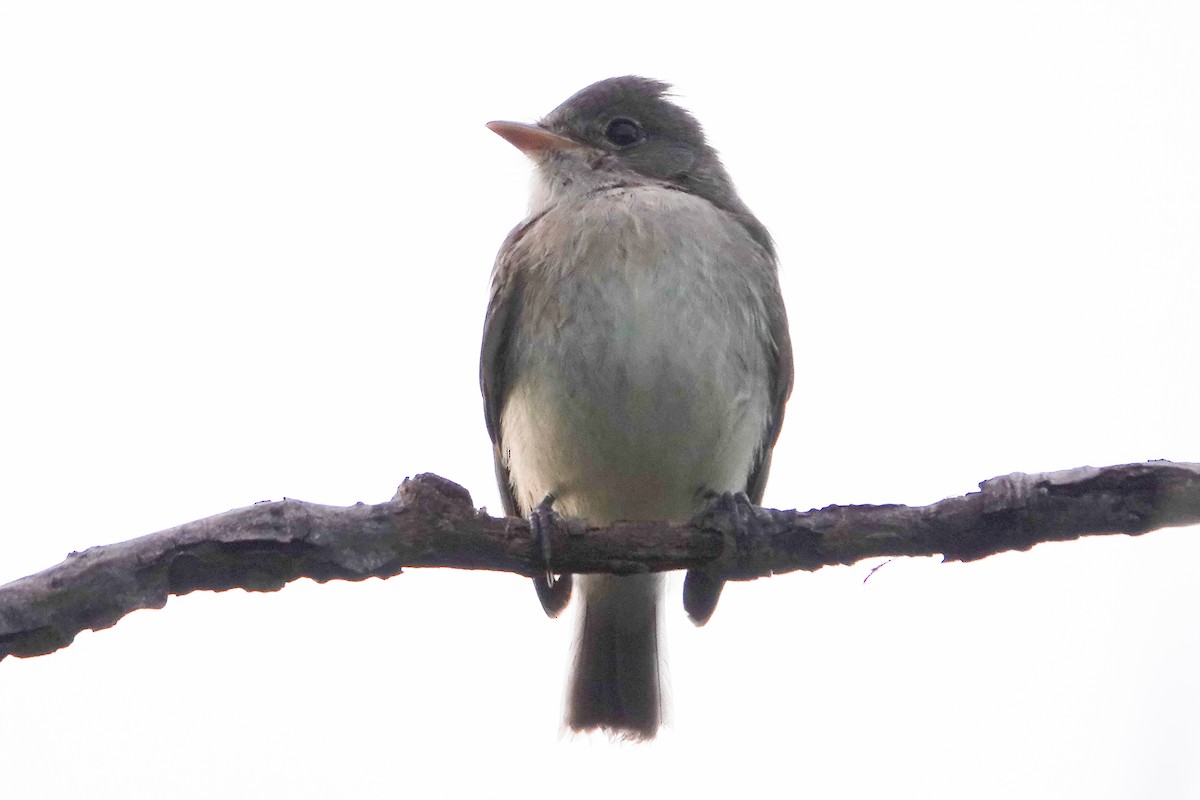 Willow Flycatcher - Paul  McPartland