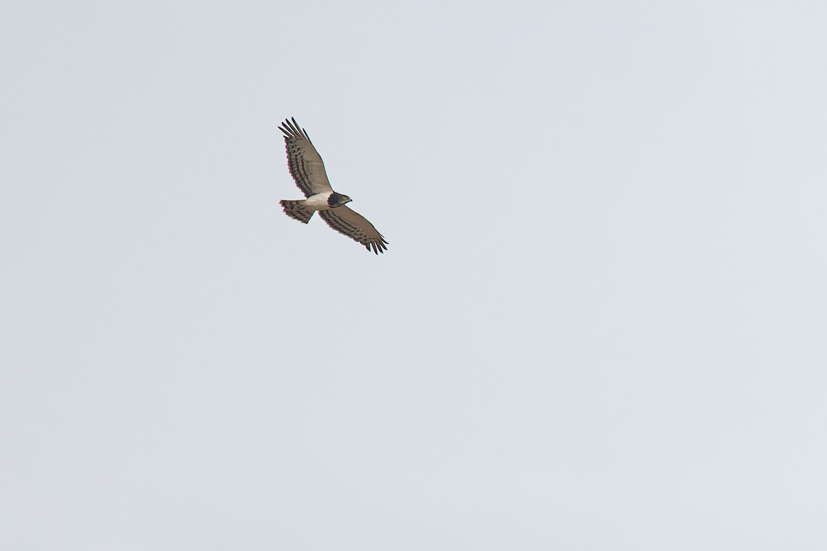 Black-chested Snake-Eagle - ML599673801