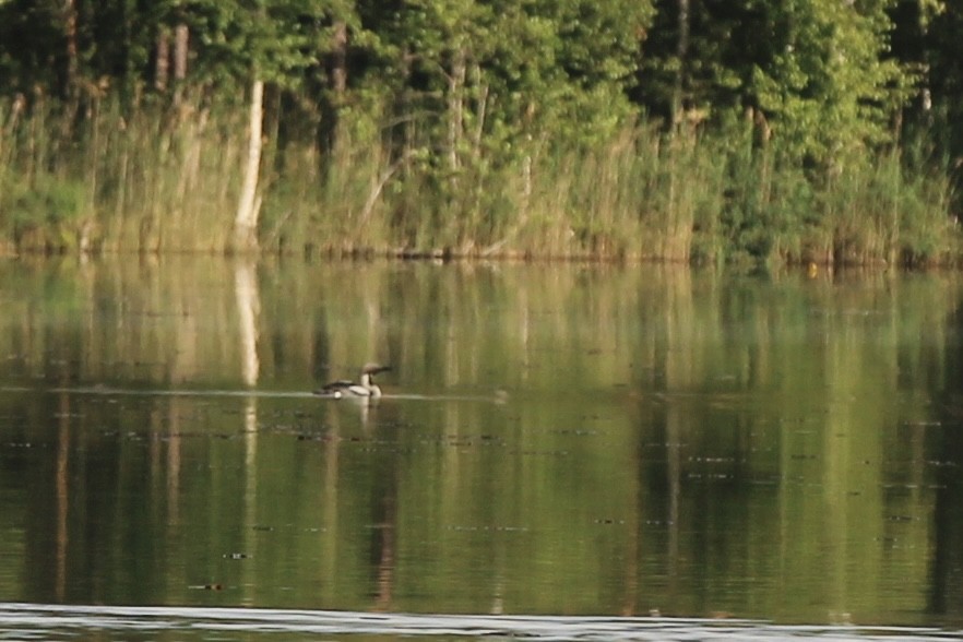 Arctic Loon - ML599673971