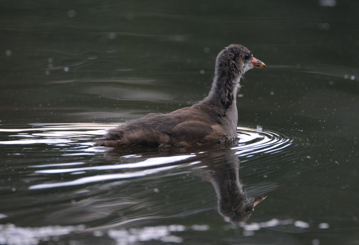 紅冠水雞 - ML599675221