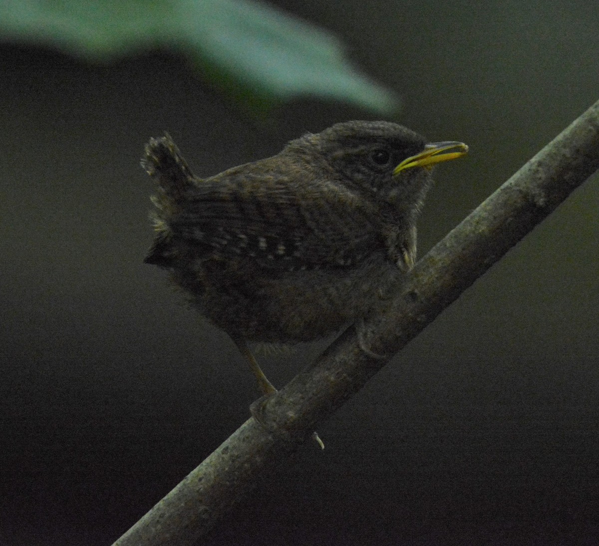 鷦鷯 - ML599675311