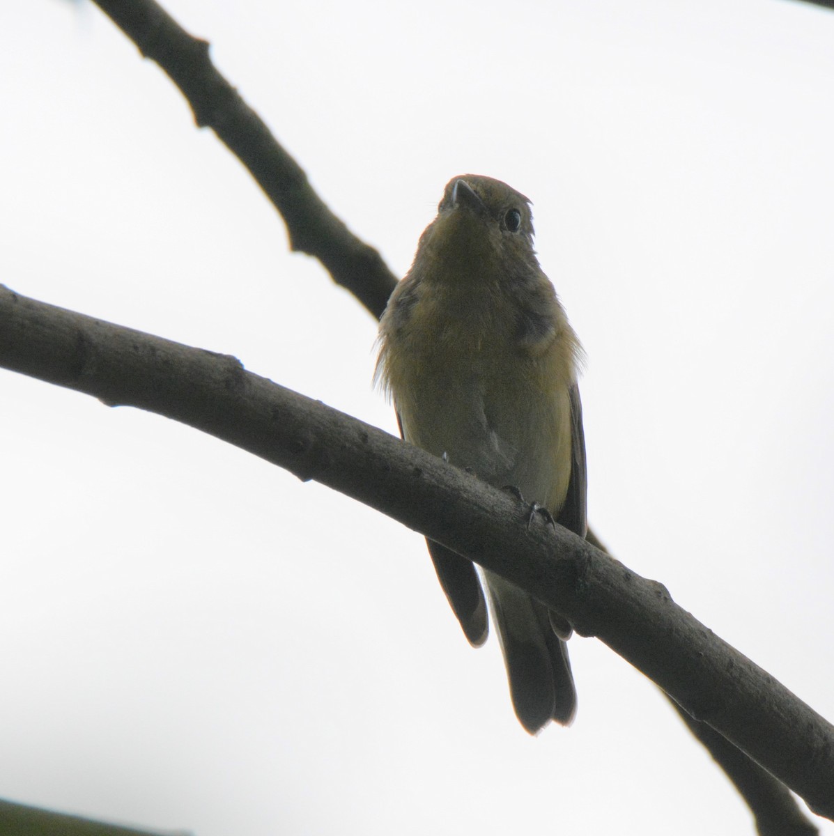 Red-breasted Flycatcher - ML599675381