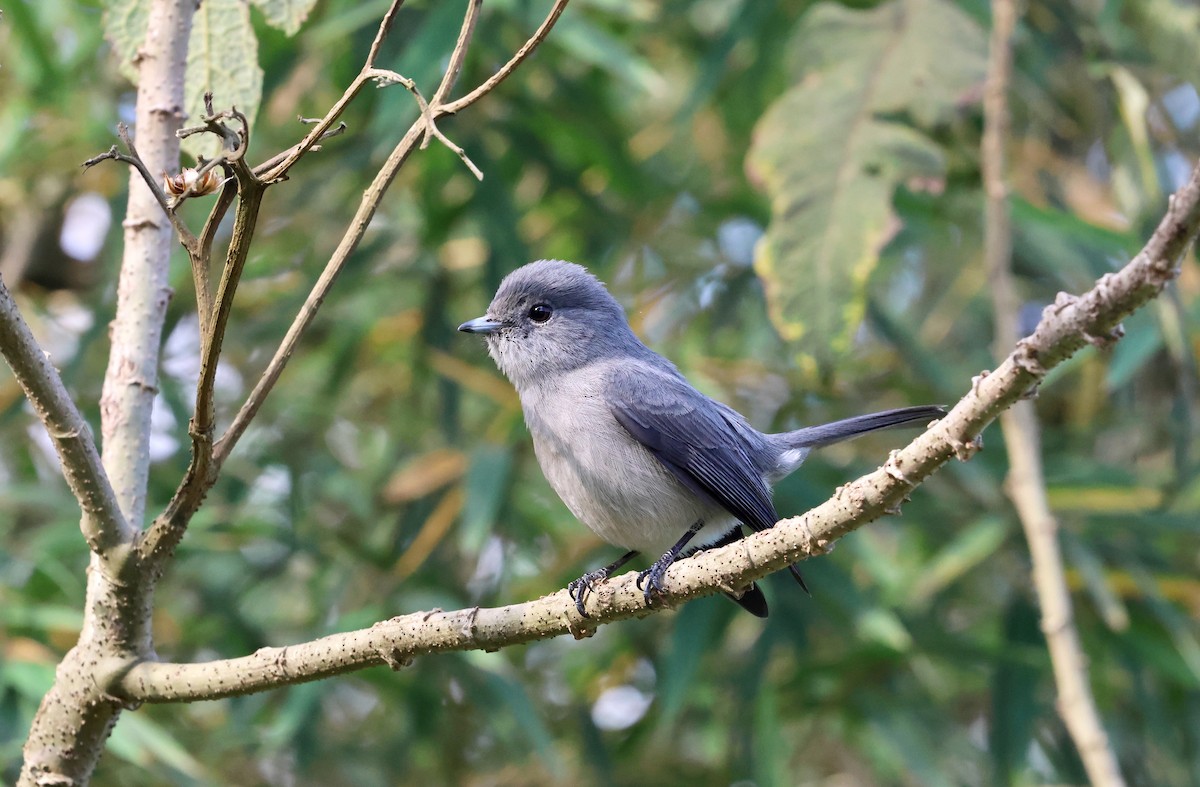 White-eyed Slaty-Flycatcher - ML599677761