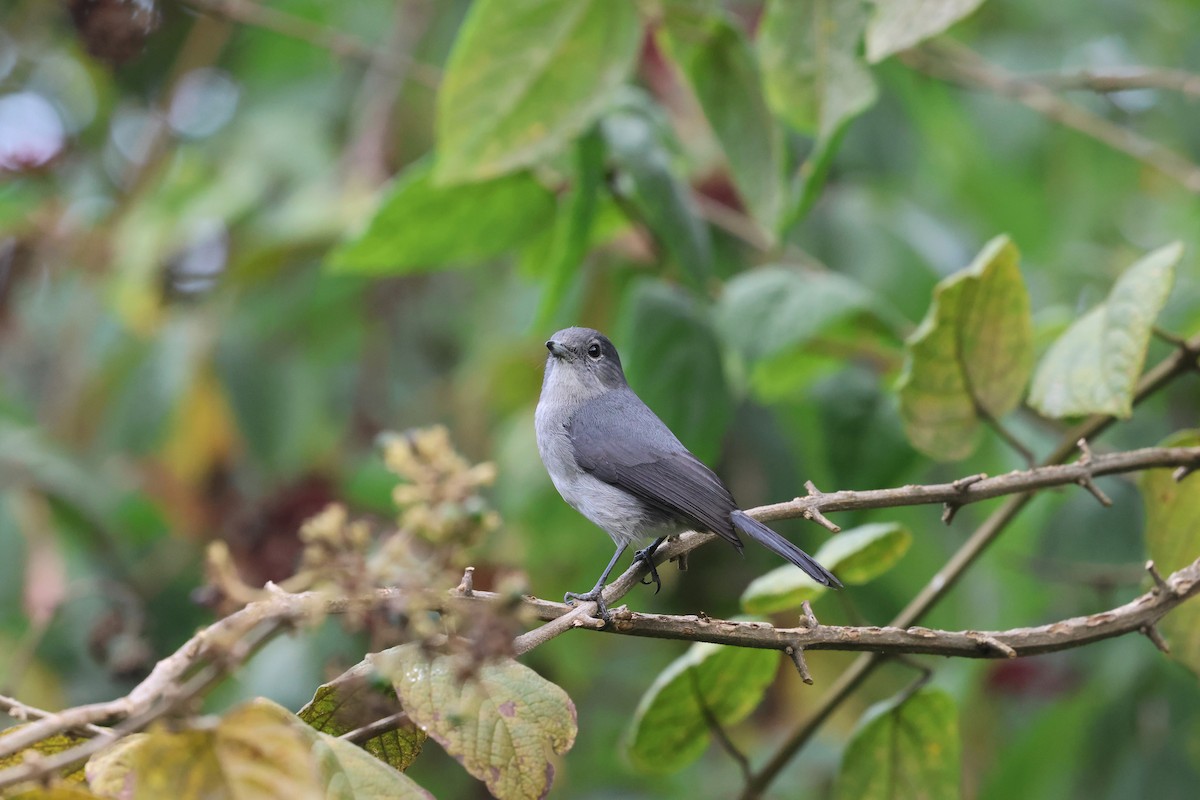 White-eyed Slaty-Flycatcher - ML599677771