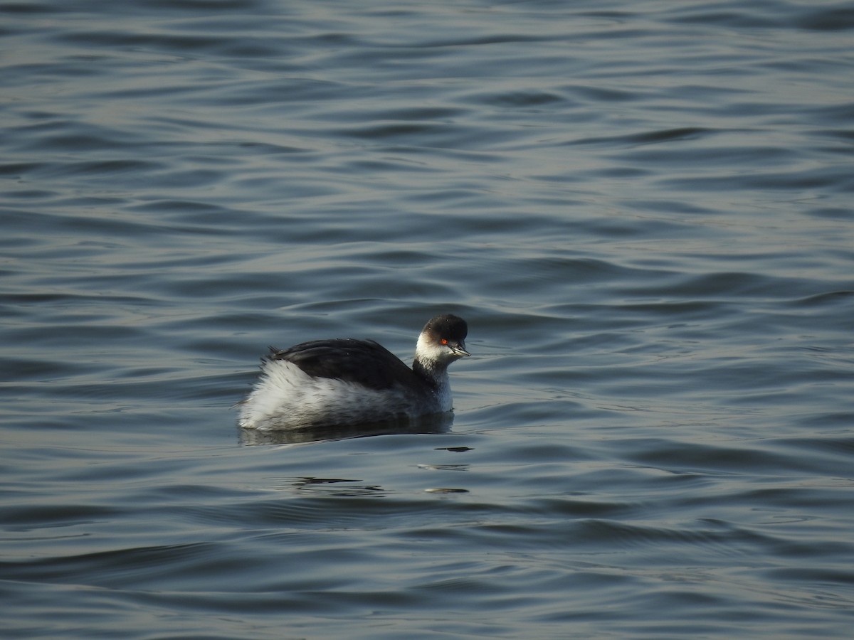 Eared Grebe - guangfeng Shao