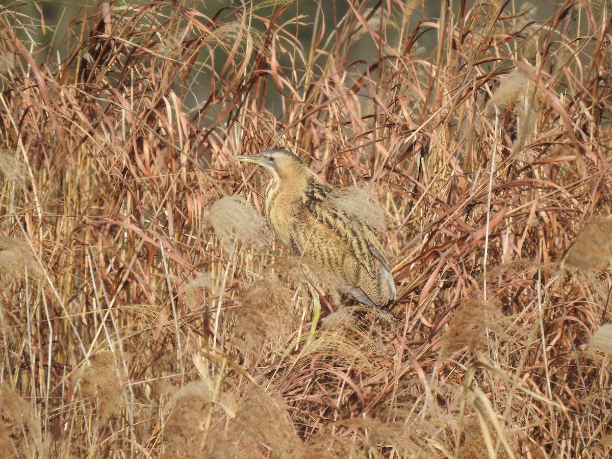 Eurasian Bittern - ML599678761