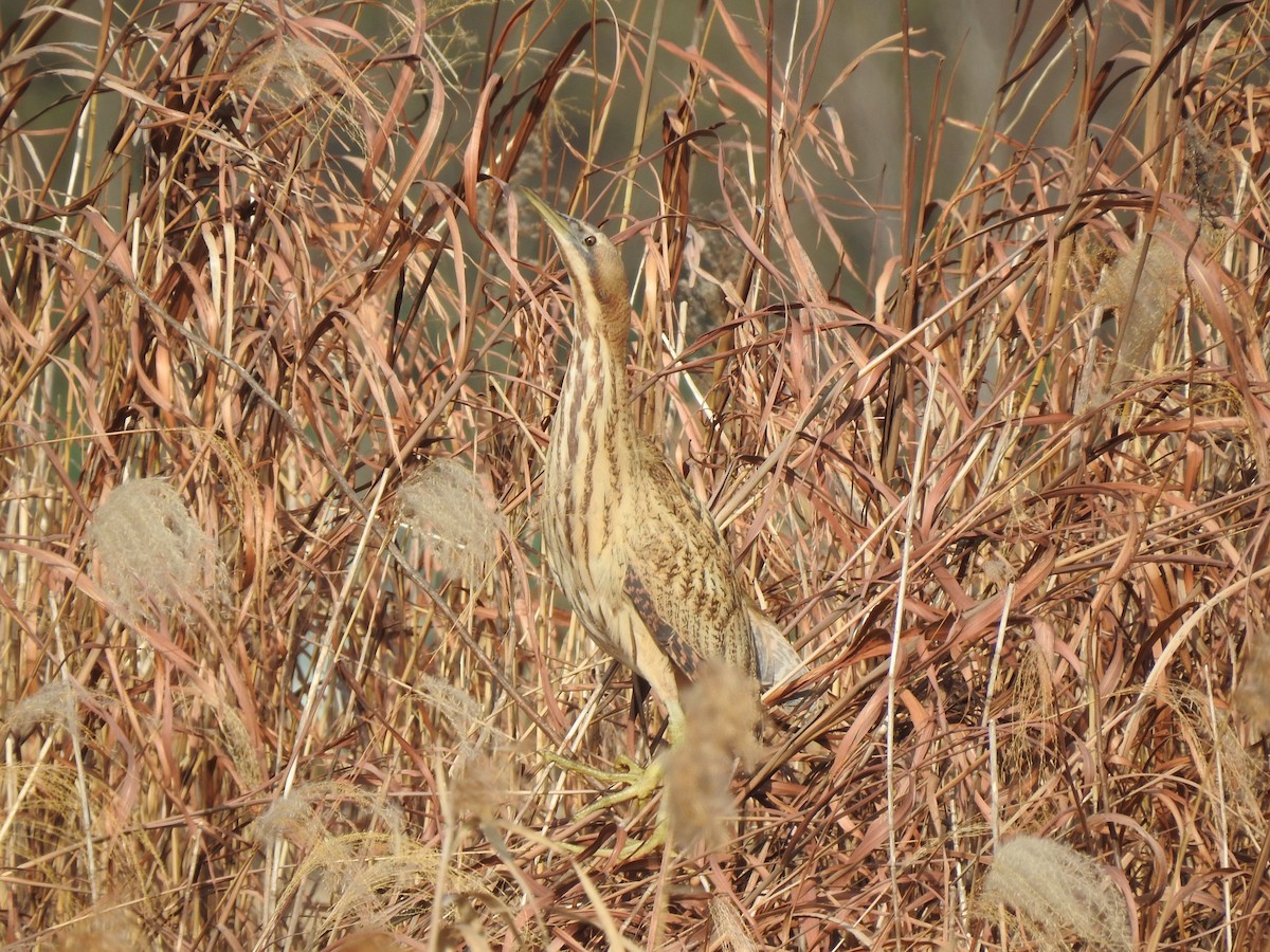 Eurasian Bittern - ML599678801