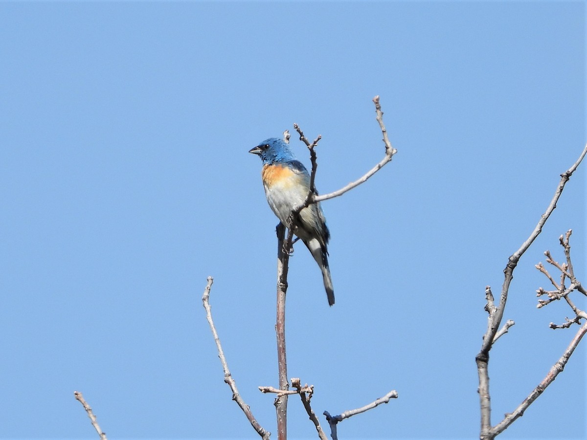 Lazuli Bunting - ML599678831