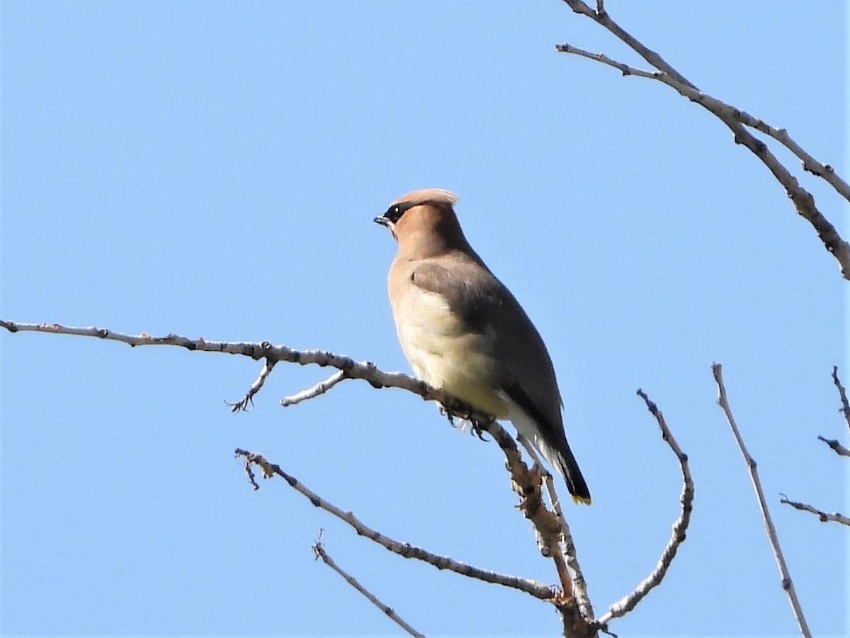 Cedar Waxwing - ML599678861