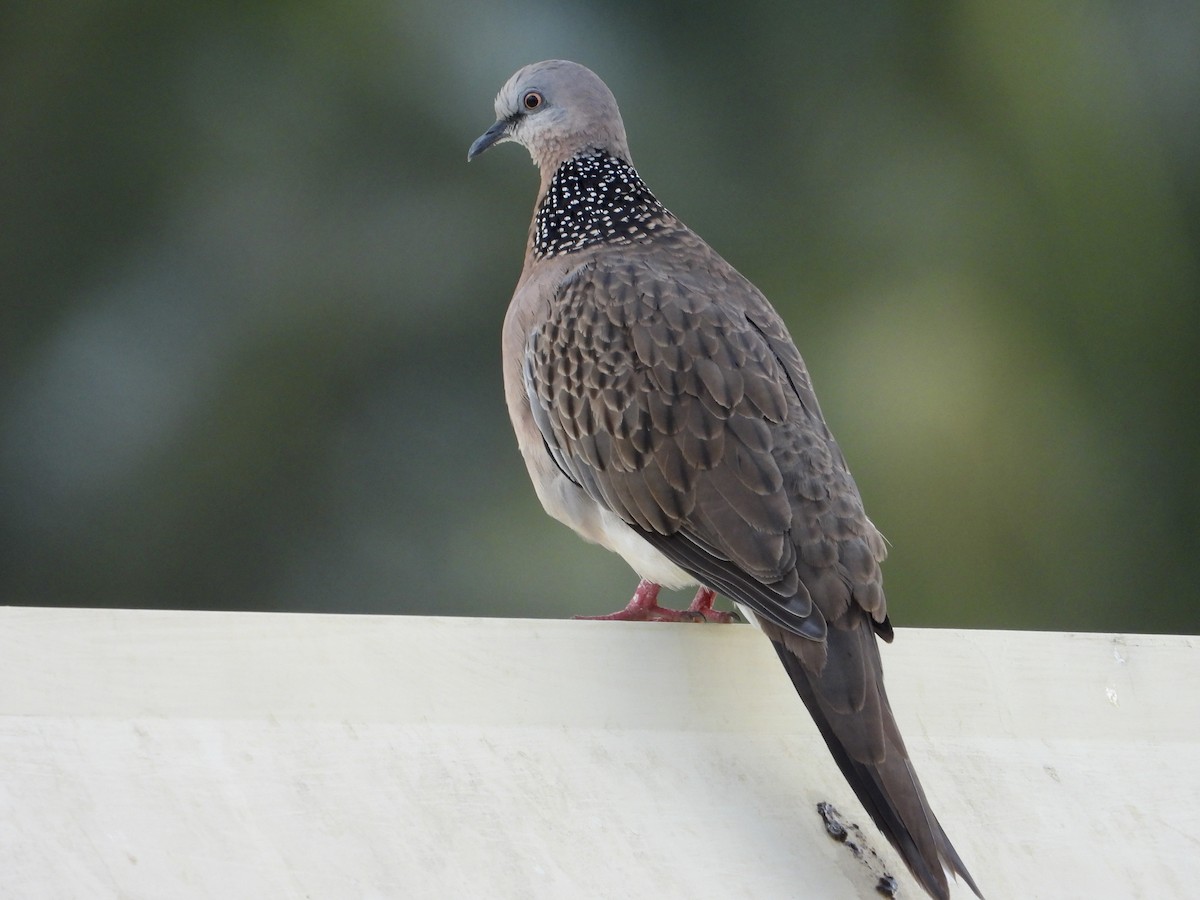 Spotted Dove - ML599678931