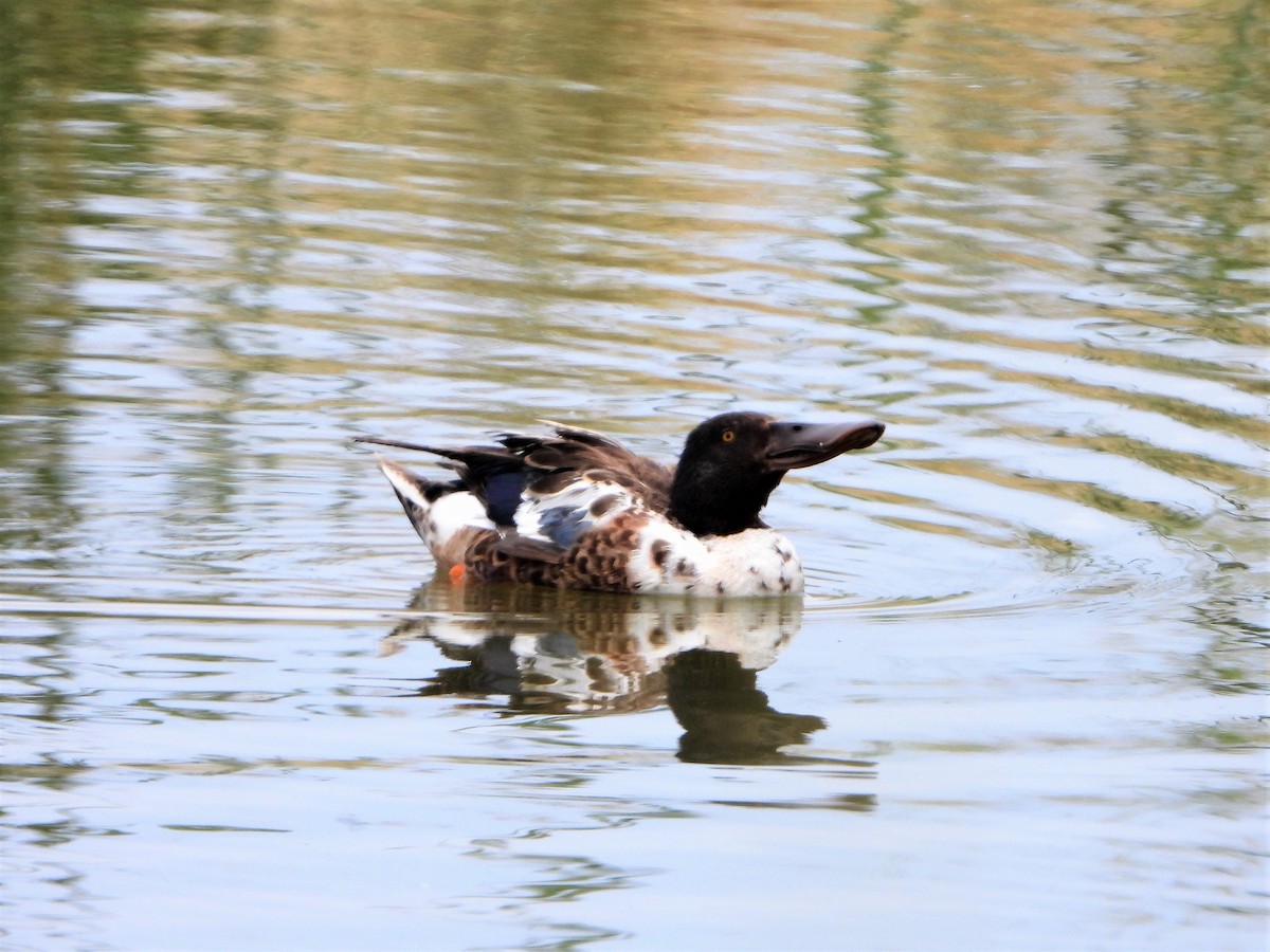 Northern Shoveler - ML599679201