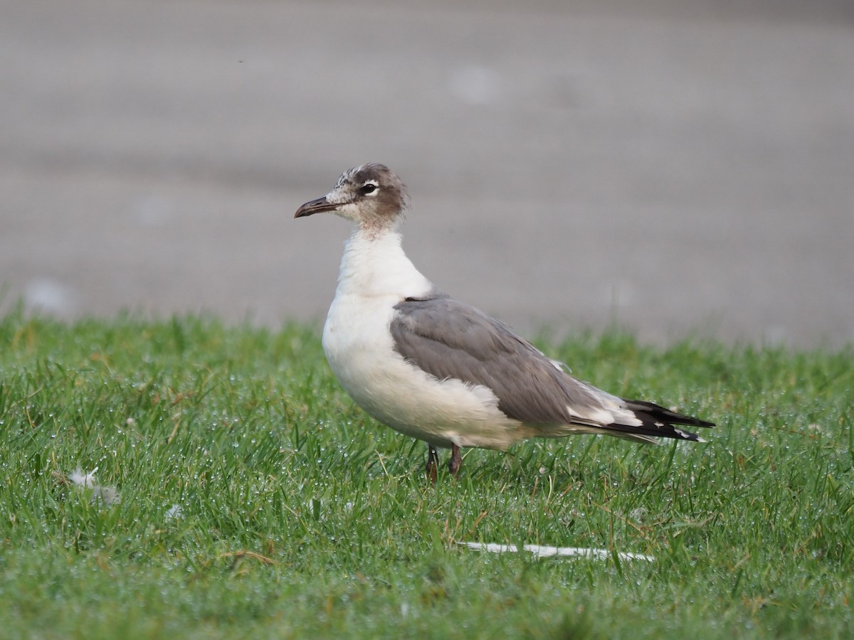 Mouette de Franklin - ML599679351