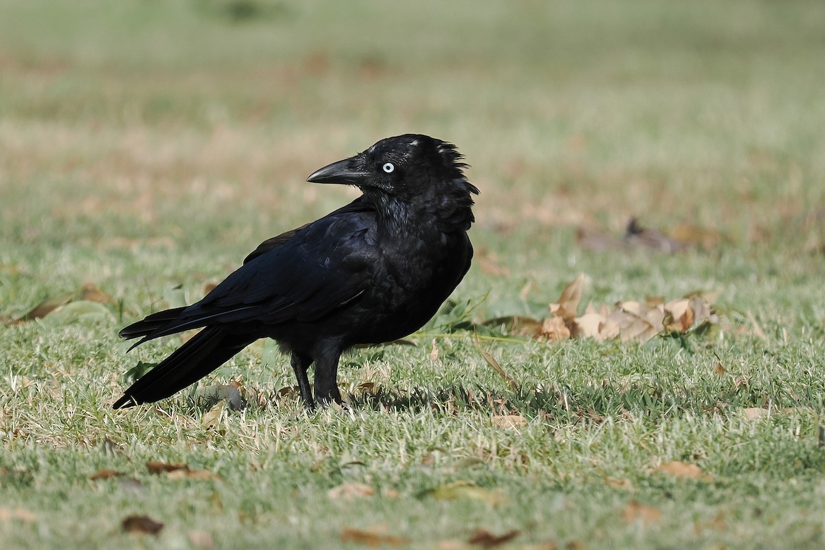 Torresian Crow - Len and Chris Ezzy