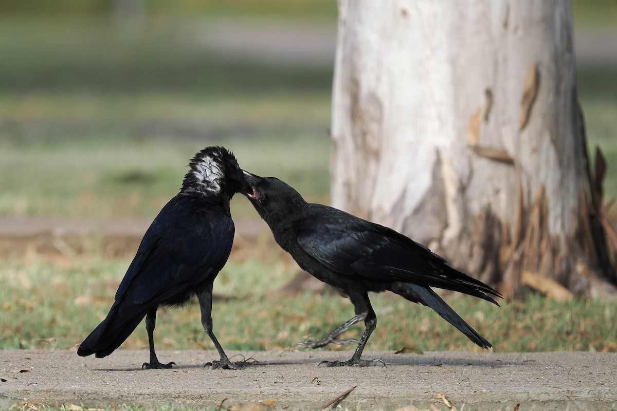 Torresian Crow - Len and Chris Ezzy