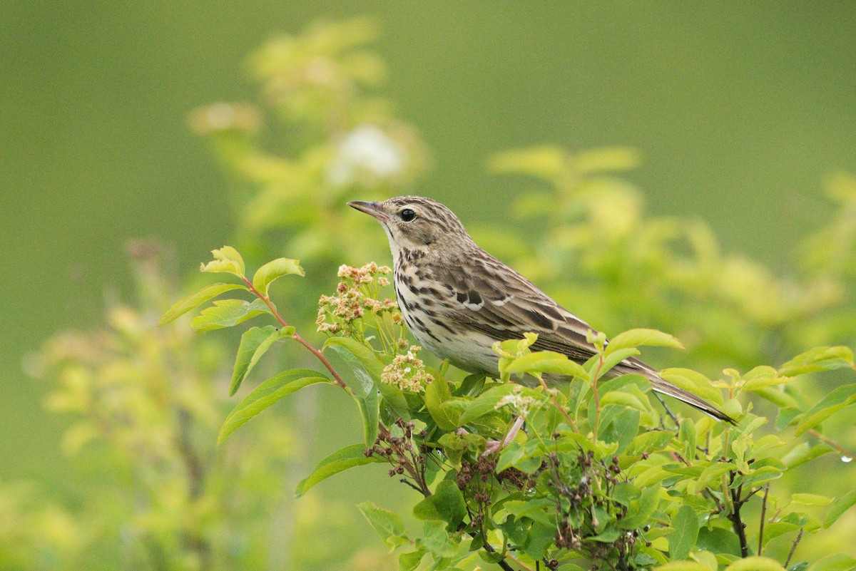 Tree Pipit - ML599680851