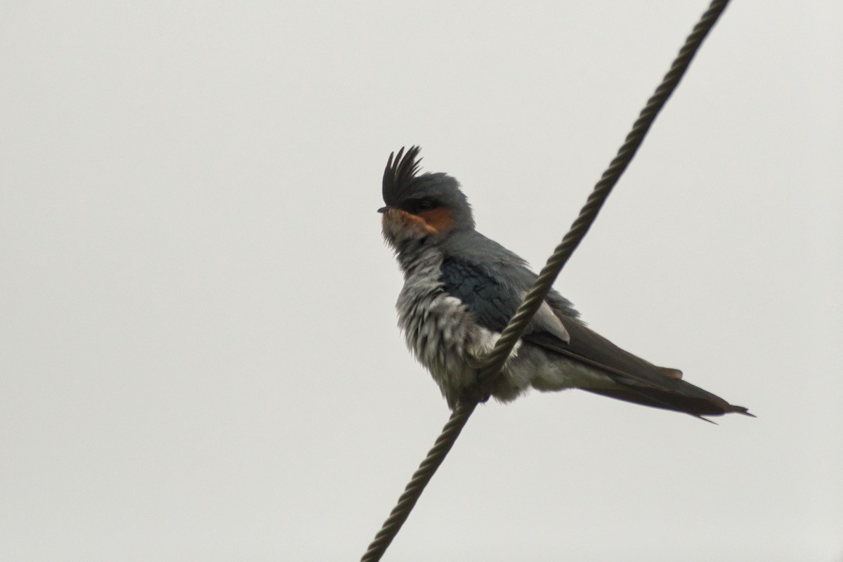 Crested Treeswift - ML599681071