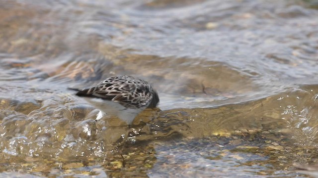 White-rumped Sandpiper - ML599681161