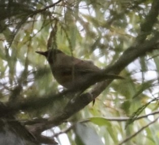 Clay-colored Thrush - David Bell