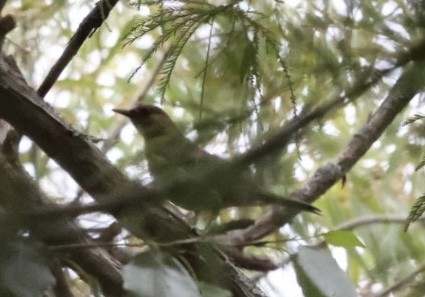Clay-colored Thrush - ML599681361