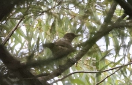 Clay-colored Thrush - ML599681371