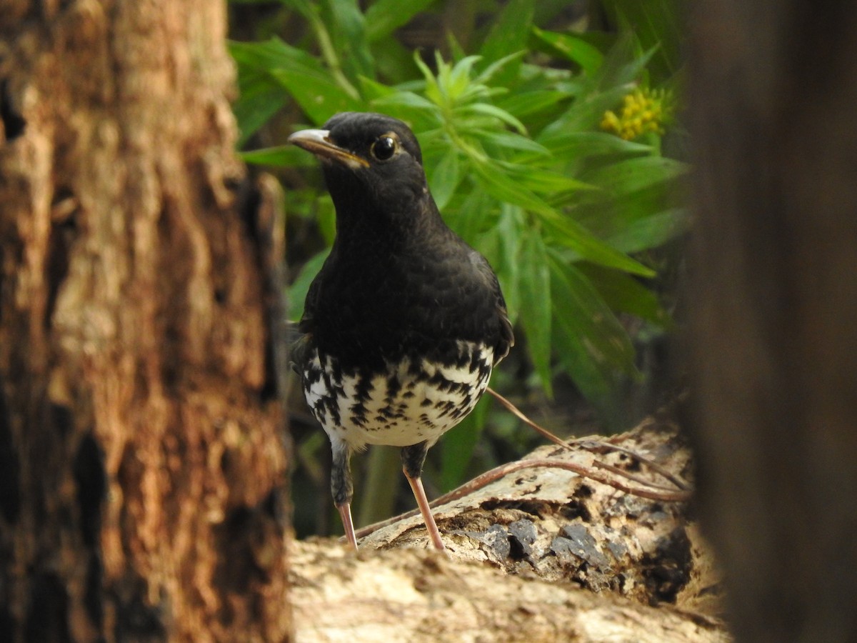 Japanese Thrush - ML599681411