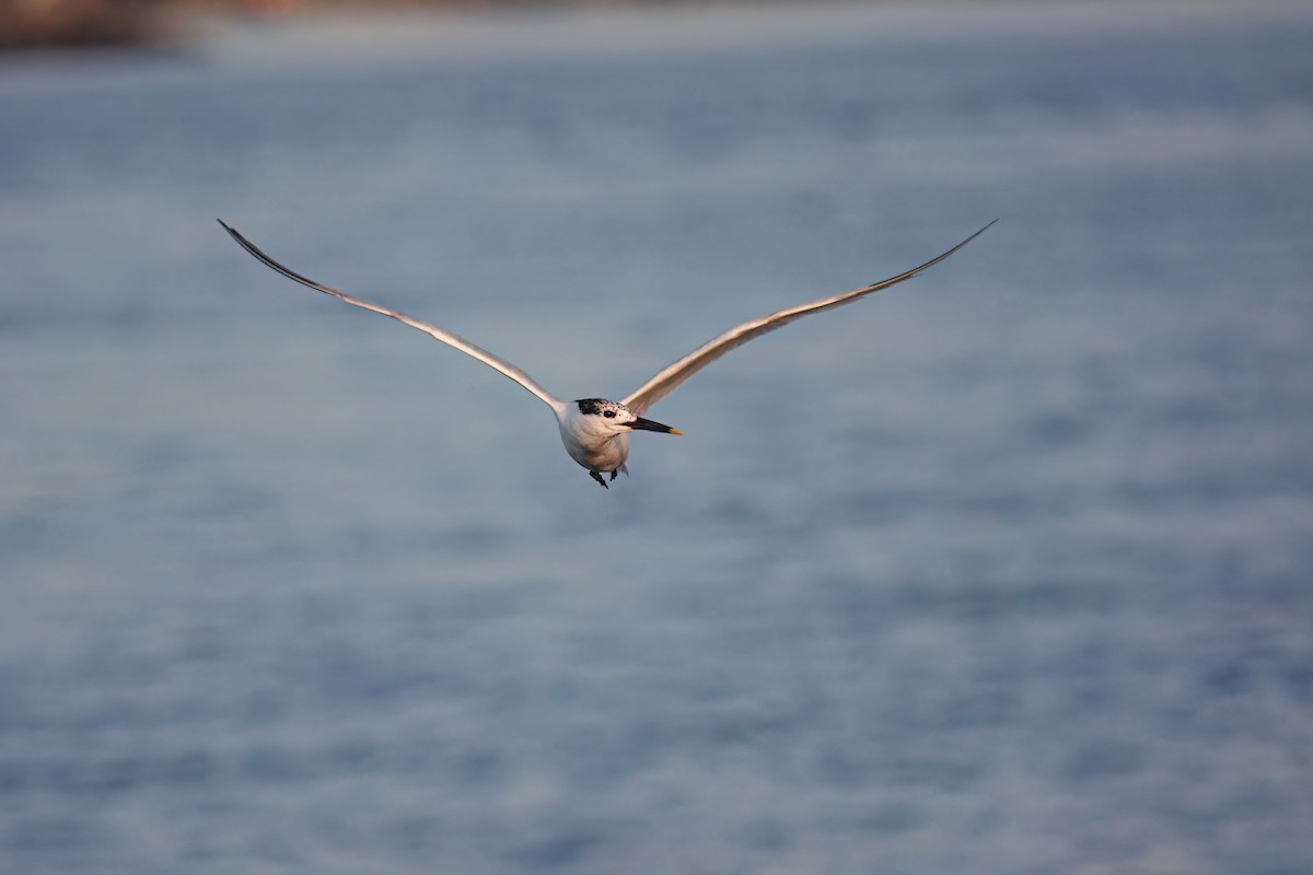 Sandwich Tern - ML599681461