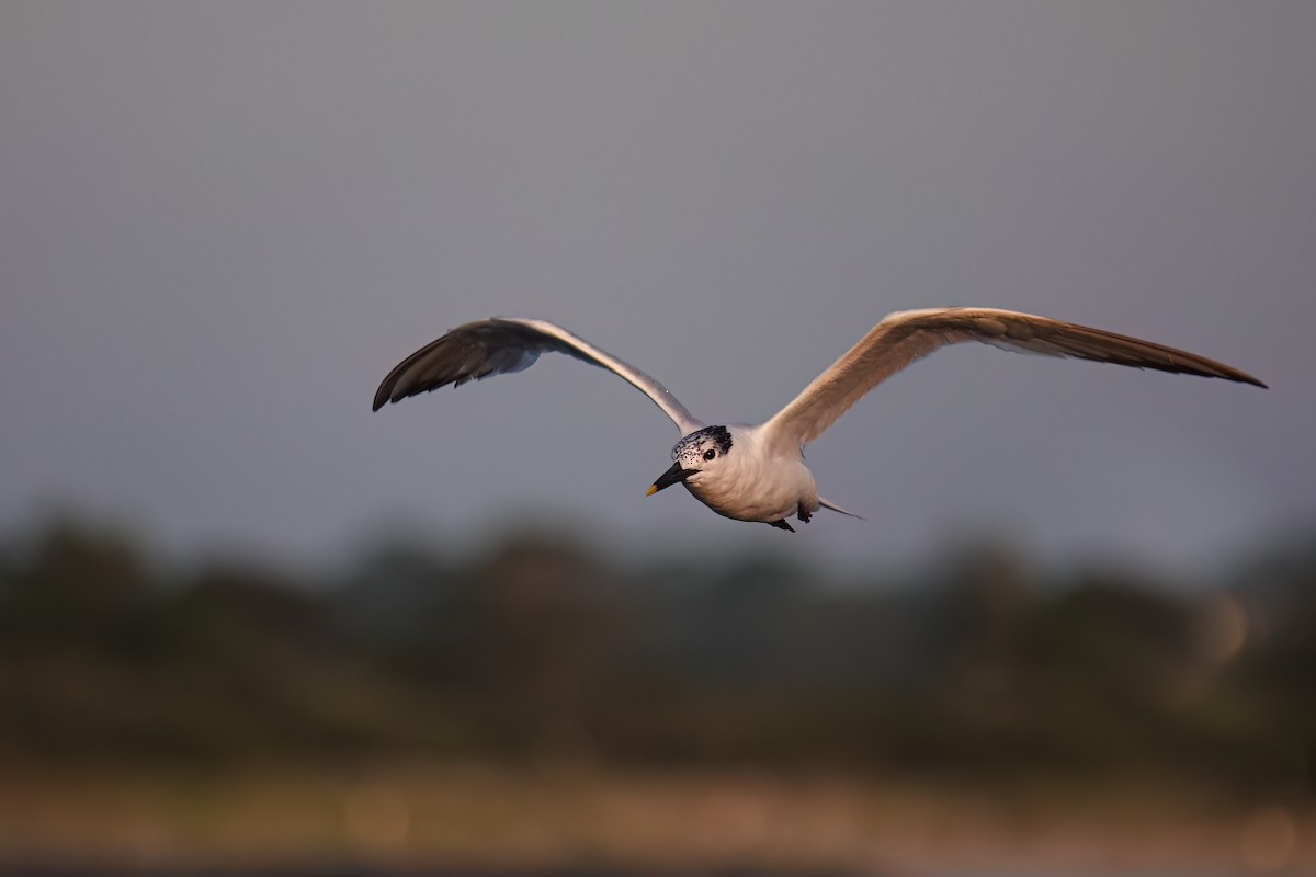 Sandwich Tern - ML599681481