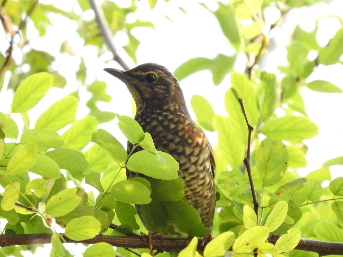 Siberian Thrush - ML599681691