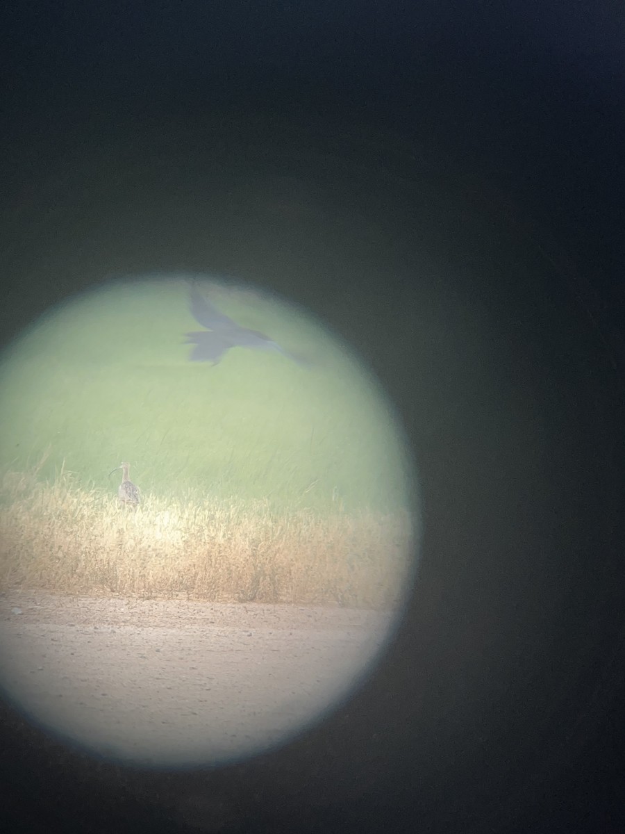 Long-billed Curlew - ML599681991