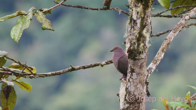 Pigeon plombé - ML599683711