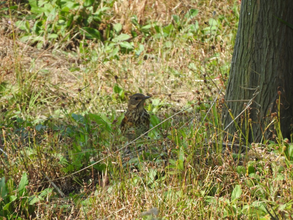 Japanese Thrush - ML599684691