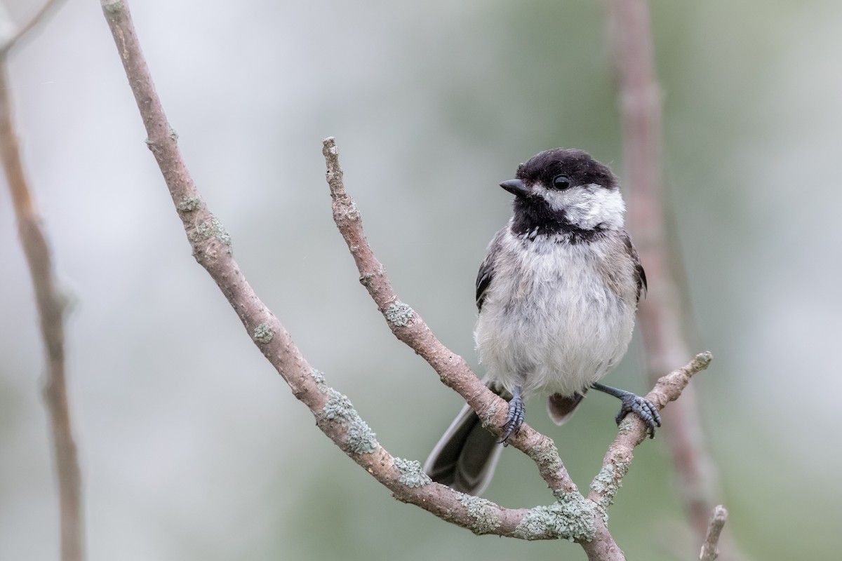 Black-capped Chickadee - ML599684711