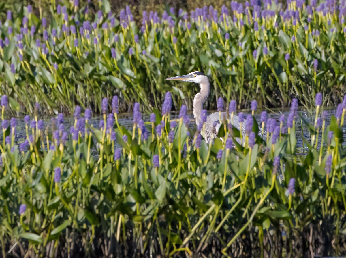 Great Blue Heron - ML599685081