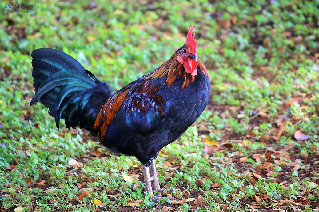 Red Junglefowl (Domestic type) - David Funke