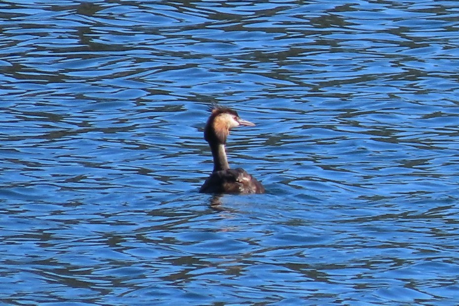 Great Crested Grebe - ML599686711